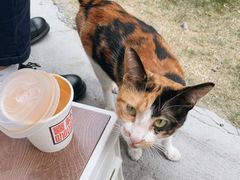 -喜柿咖啡SeeS coffee