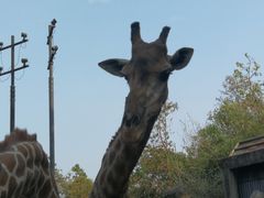 -清迈夜间动物园