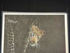 -罗红摄影艺术馆