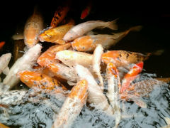 android_upload_pic-上海大自然野生昆虫馆