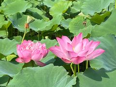 -莲花池公园