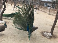 -华盛园卷子王农家菜水库鱼