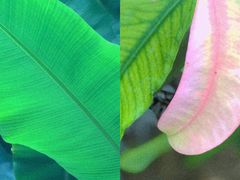 -呀路古热带植物园