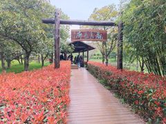 -上海共青森林公园