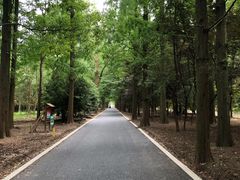-东平国家森林公园
