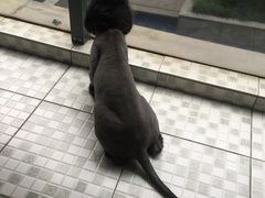 -甄爱宠物医院(疏影路店)