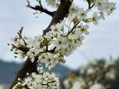 -樱桃山旅游景区