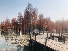 -池杉湖湿地公园