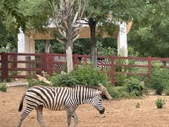 -石家庄市动物园