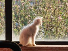 -美联众合宠物医院·爱萌分院·内外科·猫科中心