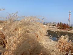 -羊亭河湿地公园