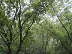 -普陀山慧济禅寺