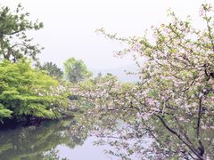 -西湖外事游船(花港观鱼码头)