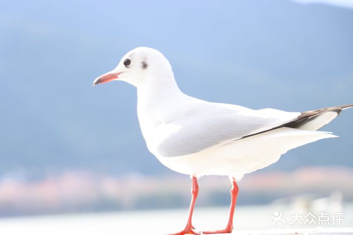 海埂大坝图片