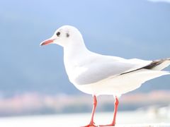 -海埂大坝
