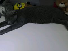 -喵的天空名猫咖啡馆·撸猫·猫舍·用品