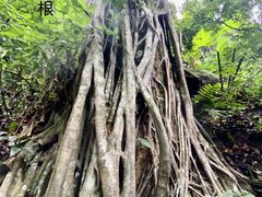 -西双版纳原始森林公园