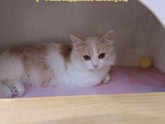 -爪爪喵星球·猫舍(前海卓越店)