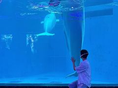 -海合安成都极地海洋公园