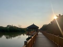 -大湾区中央湿地公园