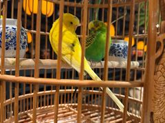 -淮扬府·游园京梦(北京SKP店)