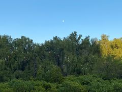 -大亚湾红树林城市湿地公园