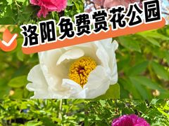 -洛阳市牡丹公园