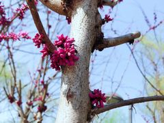 -昆山城市生态森林公园