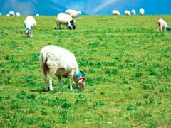 -马学武手抓美食(下南关总店)