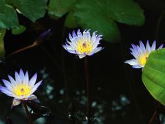 -国家植物园南园