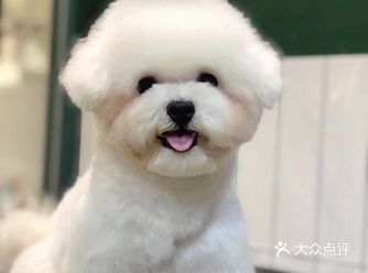 狗狗换脸?你有没有听说过?