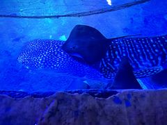 -烟台海昌鲸鲨海洋公园