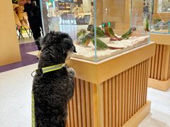 -帕帕拉兹宠物(亚洲旗舰店)