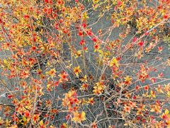-群力丁香公园