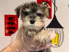 -翊宠yipet猫狗购宠庄园犬舍•猫舍