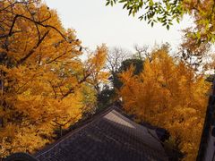 -大觉寺-停车场