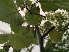 -杭州植物园