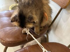 -共舞时光猫咖·狗咖(新街口店)