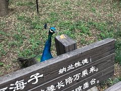 -北京麋鹿生态实验中心