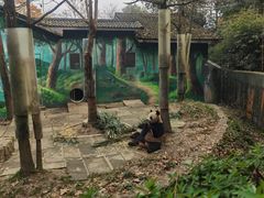 -中国大熊猫保护研究中心雅安碧峰峡基地