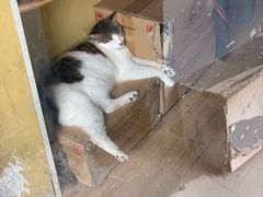 -猫咪博物馆(顶澳仔猫街店)