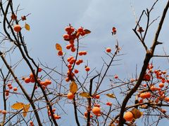 -渭南桃花源民俗文化园