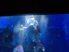 -江和美海洋公园