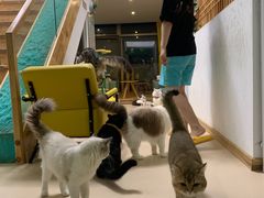 -猫在这儿猫咪咖啡馆·撸猫馆