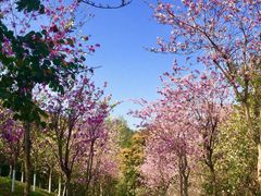 -攀枝花公园