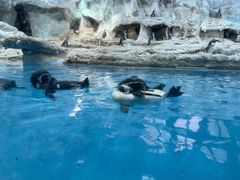 -帝企鹅自助餐厅•儿童岛•真企鹅(长隆企鹅酒店)