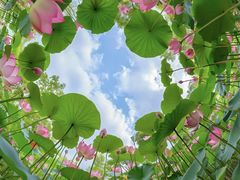 -曼哈顿商业广场(升龙广场店)