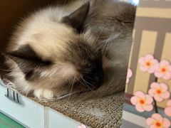 -喵喵咪呀布偶猫咖(春熙路店)