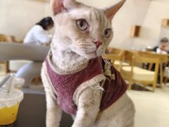 -藏猫猫咖啡主题馆(中央大道店)