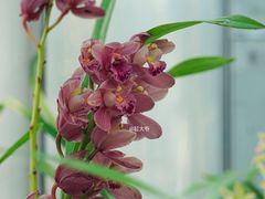 -国家植物园南园